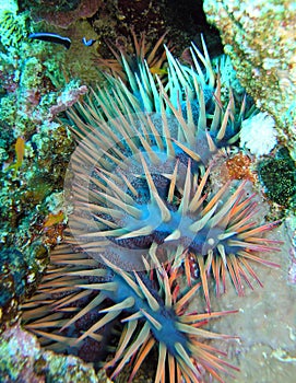 Crow of Thorns Starfish