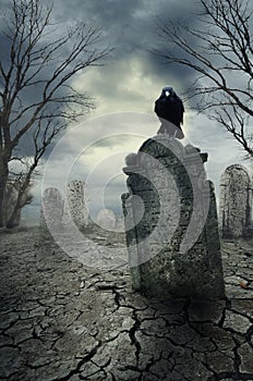 Crow on the tombstone