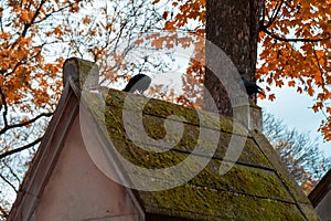 Crow on the toms covered with moss in the most famous cemetery of Paris Pere Lachaise, France. Tombs of various famous