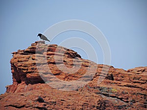 Crow on top of cliff in Desert panoramic Views from hiking trails around St. George Utah around Beck Hill, Chuckwalla, Turtle Wall