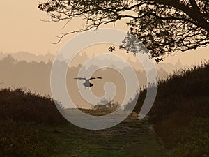 Crow on track