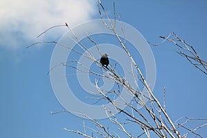 Crow on the tree