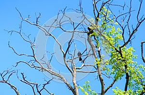 Crow on tree
