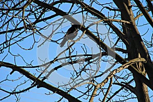 Crow on the tree branches