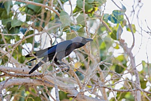 crow on a tree a live crow on a branch