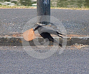 crow trying to fly with a slice of bread in its beak