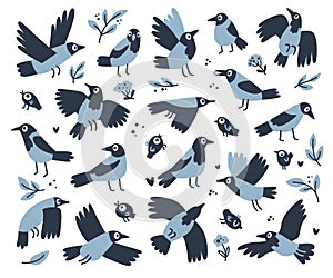 Set with vector birds. Grey crows