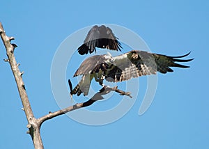 Crow vs Osprey