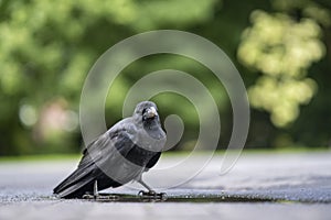 crow walking in Hokkaido University