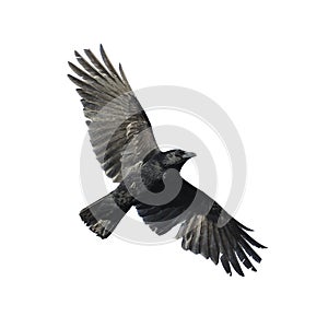 Crow with wide-spread wings