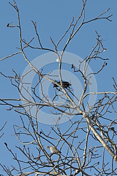 Crow and wild dove perch on tree top branch