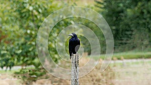 Crow on wooden pole observing the environment