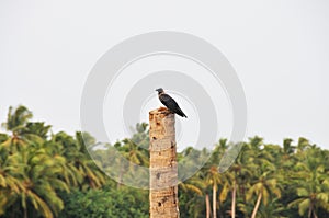 Crow on wooden post