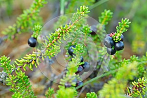 Crowberries, Empetrum nigrum