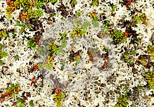 Crowberries - Empetrum - in tundra, background photo