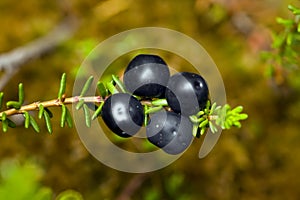 Crowberry