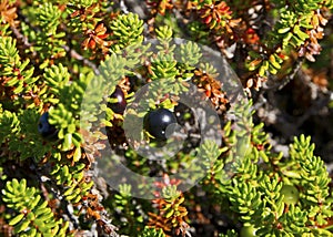 Crowberry (Empetrum)