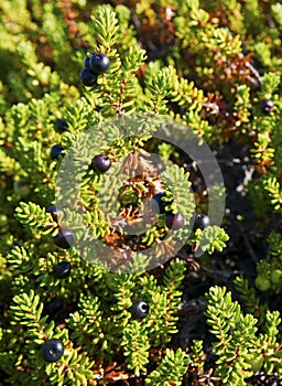 Crowberry (Empetrum)