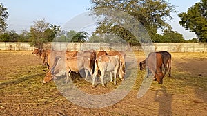 Crowd of beautiful gir cows