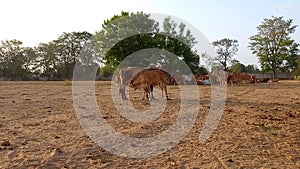 Crowd of beautiful gir cows