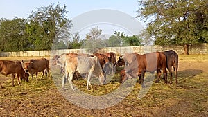 Crowd of beautiful gir cows