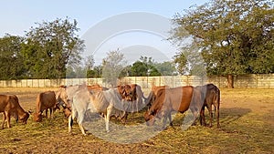 Crowd of beautiful gir cows