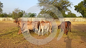 Crowd of beautiful gir cows