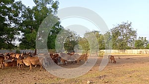 Crowd of beautiful gir cows