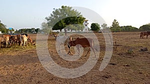 Crowd of beautiful gir cows