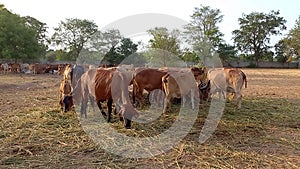 Crowd of beautiful gir cows