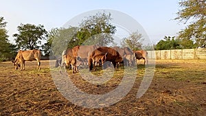 Crowd of beautiful gir cows