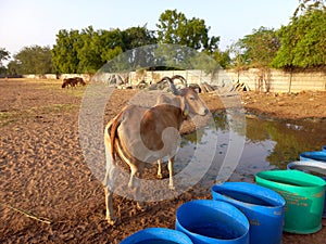 Crowd of beautiful gir cows in ahmedabad, Gujarat, India