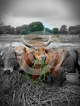 Crowd of beautiful gir cows in ahmedabad, Gujarat, India