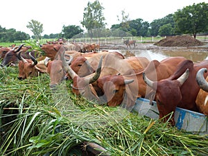 Crowd of beautiful gir cows in ahmedabad, Gujarat, India