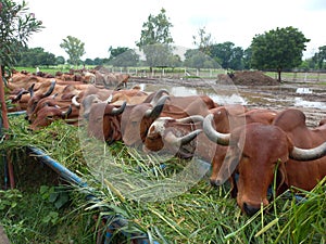Crowd of beautiful gir cows in ahmedabad, Gujarat, India