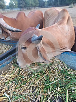 Crowd of beautiful gir cows in ahmedabad, Gujarat, India