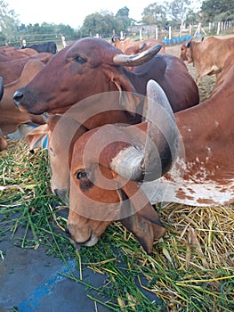 Crowd of beautiful gir cows in ahmedabad, Gujarat, India