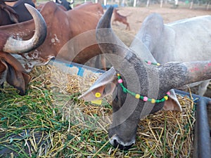 Crowd of beautiful gir cows in ahmedabad, Gujarat, India