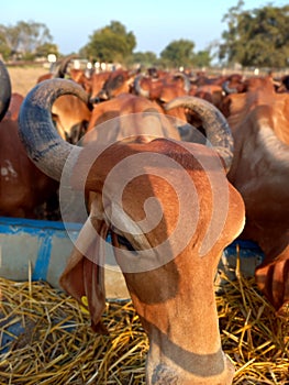 Crowd of beautiful gir cows in ahmedabad, Gujarat, India