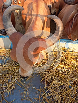 Crowd of beautiful gir cows in ahmedabad, Gujarat, India