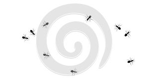 Crowd black ants runs loop on white