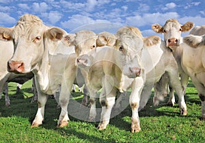 Crowd of calves and cows