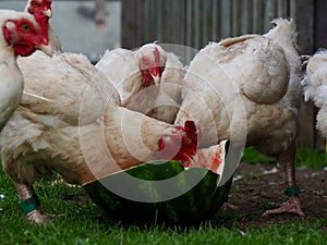 Crowd of Chickens With Heads Buried in Watermelon