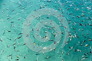 Crowd colorful fishes in the turquoise sea surface