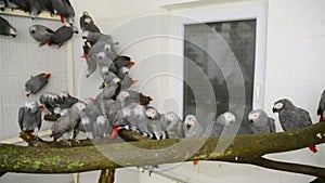 Crowd of confiscated African grey parrots Psittacus erithacus