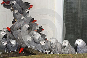 Crowd of confiscated African grey parrots (Psittacus erithacus)