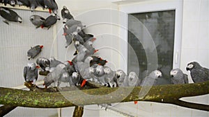 Crowd of confiscated African grey parrots (Psittacus erithacus)