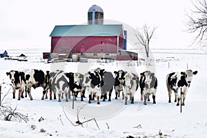 Crowd of Cows