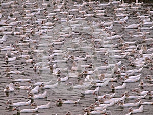 Crowd of Ducks