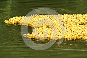 A crowd of ducks